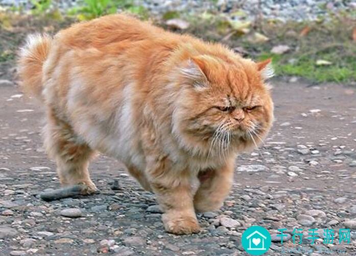 猫之城订单小白必看！这些小技巧让你秒变高手