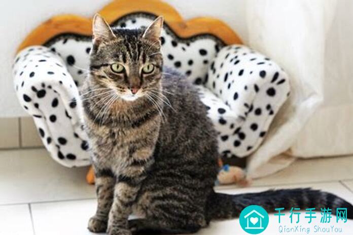 猫之城平民开荒队攻略：超实用开局组合助你轻松闯关！